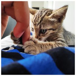 Midsection of person with cat relaxing on hand