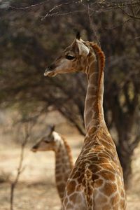 Giraffes standing in forest