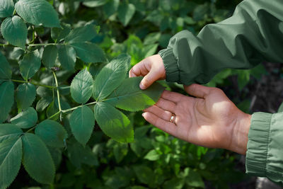 Cropped hands touching plants