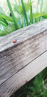 Close-up of ladybug on wood