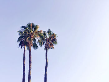 Low angle view of coconut palm tree against clear sky