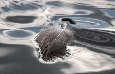 Close-up of feather floating on water