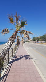 Palm tree by footpath against clear blue sky