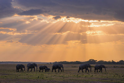 Horses grazing in a field