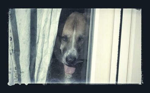 Close-up of dog seen through window