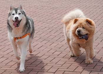 Portrait of dogs on footpath