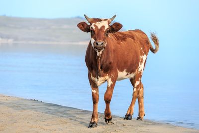 Portrait of a horse in the sea