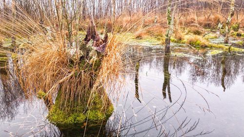 Scenic view of lake in forest