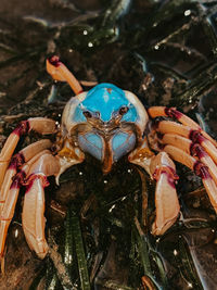 High angle view of a crab
