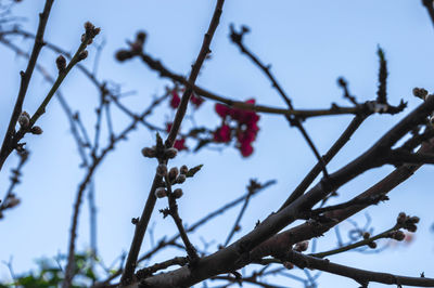 Low angle view of fruits on tree against sky