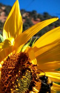 Close-up of fresh sunflower blooming against sky