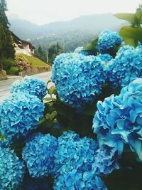 Close-up of blue hydrangea flowers in water