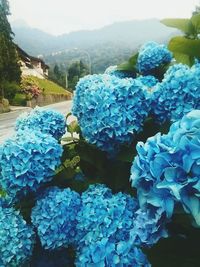 Close-up of blue hydrangea flowers in water