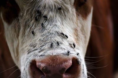 Close-up of a horse