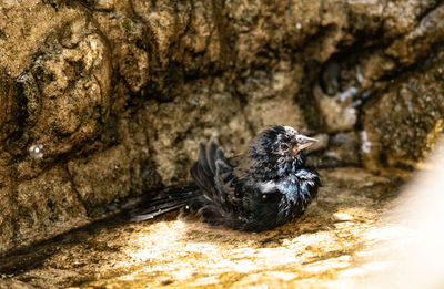 Close-up of a bird on rock