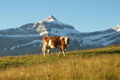 Cow standing on field against snowcapped mountain