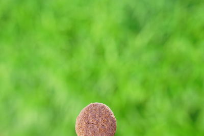 Close-up of cookies