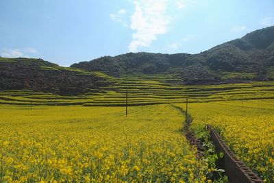 Scenic view of field against sky