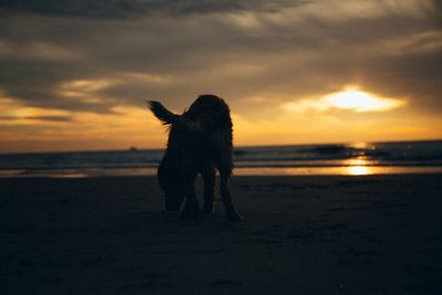 Scenic view of sea at sunset