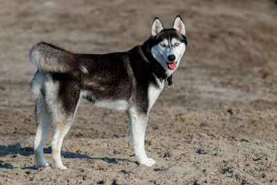 Portrait of dog running on field