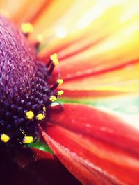 Macro shot of yellow flower