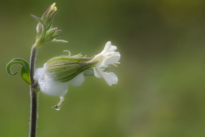 Close-up of white flower blooming outdoors