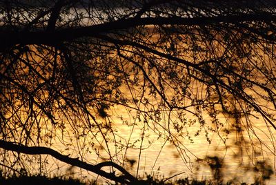 Low angle view of silhouette bare trees against sky at sunset