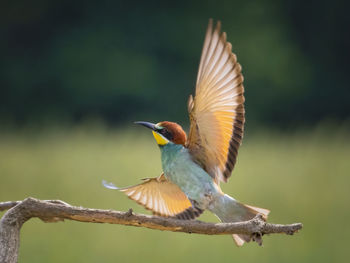 Close-up of bird perching on branch