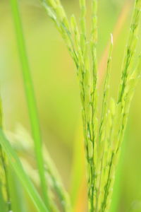 Close-up of fresh green plant