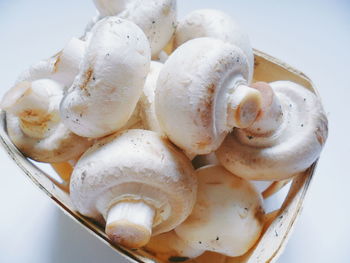 Close-up of mushrooms against white background