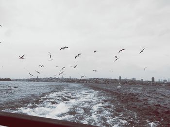 Flock of birds flying over sea