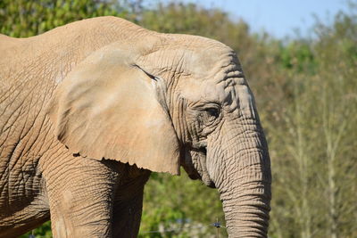 Close-up of elephant