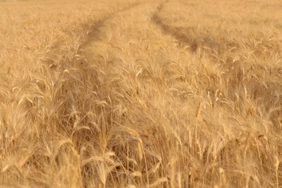 Close-up of wheat field