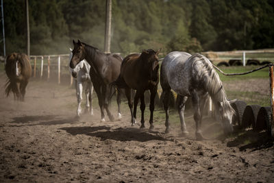 Horse standing on field