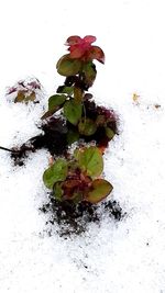 Close-up of plant during winter against white background
