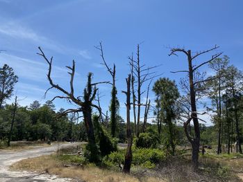 Trees on field against sky