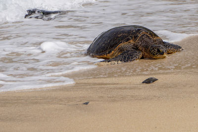 View of turtle in sea