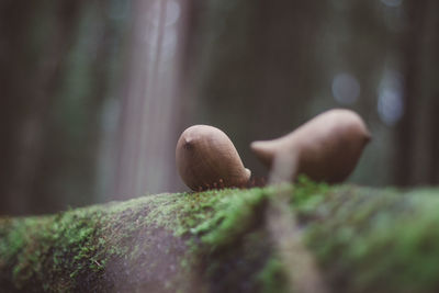 Close-up of moss on tree trunk