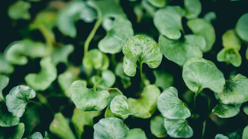 Close-up of green leaves