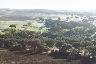 High angle view of trees on landscape against sky