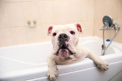 Portrait of dog in bathroom