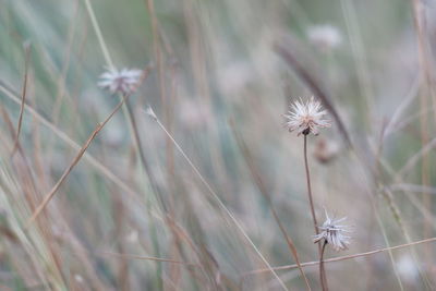 Close-up of dandelion on field