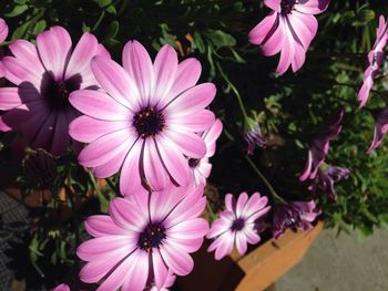 Close-up of pink flowers