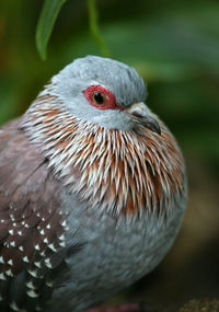 Close-up portrait of a bird