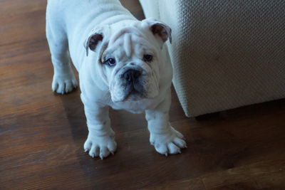 Portrait of dog sitting on hardwood floor