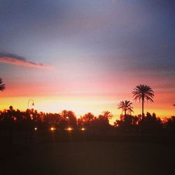 Silhouette of trees at sunset