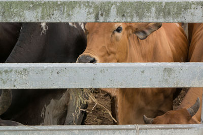 Cows in ranch