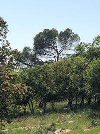 Trees on field against clear sky