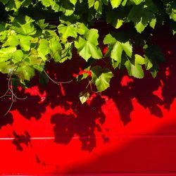 Full frame shot of leaves