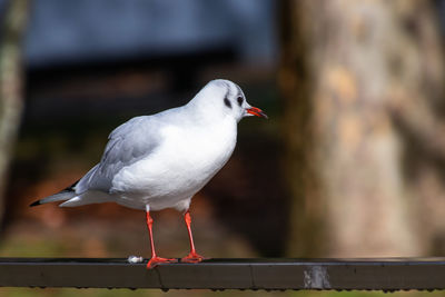 Close-up of seagull perching on railing